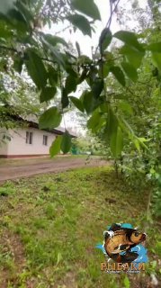 Листва и газон у тропинки на территории базы, одноэтажный домик на заднем плане, внизу справа — логотип канала.