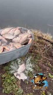 Большой металлический таз с карасями, часть рыбы лежит на мерзлой траве рядом с берегом; видна ледяная крошка и следы работ.