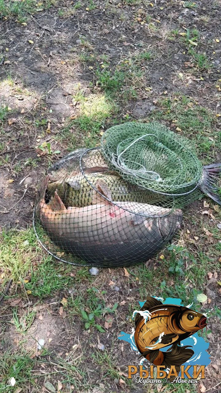 Отчёт с Новоукраинского: 2 карпа и амур