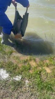 Рыбак отпускает карпа в воду: зелёный берег, штанги и резиновые сапоги на фоне, момент выпуска рыбы обратно в водоём.