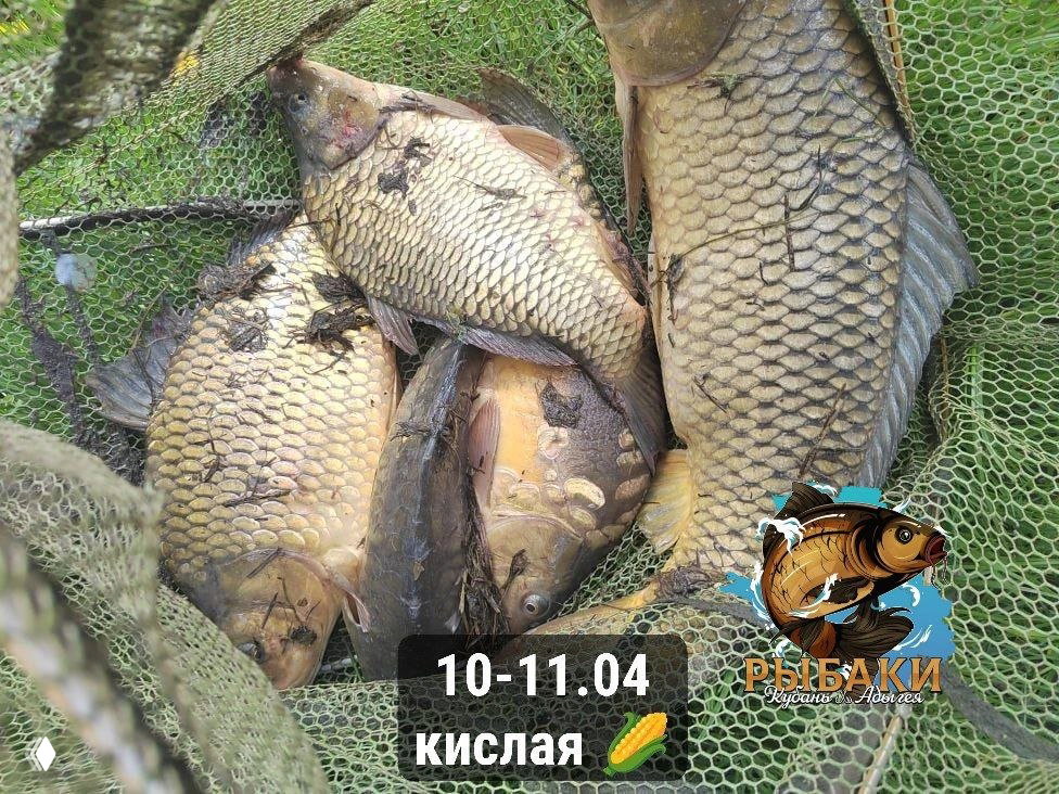 ДОБРЫЙ БОЦМАН — уловы 11.04