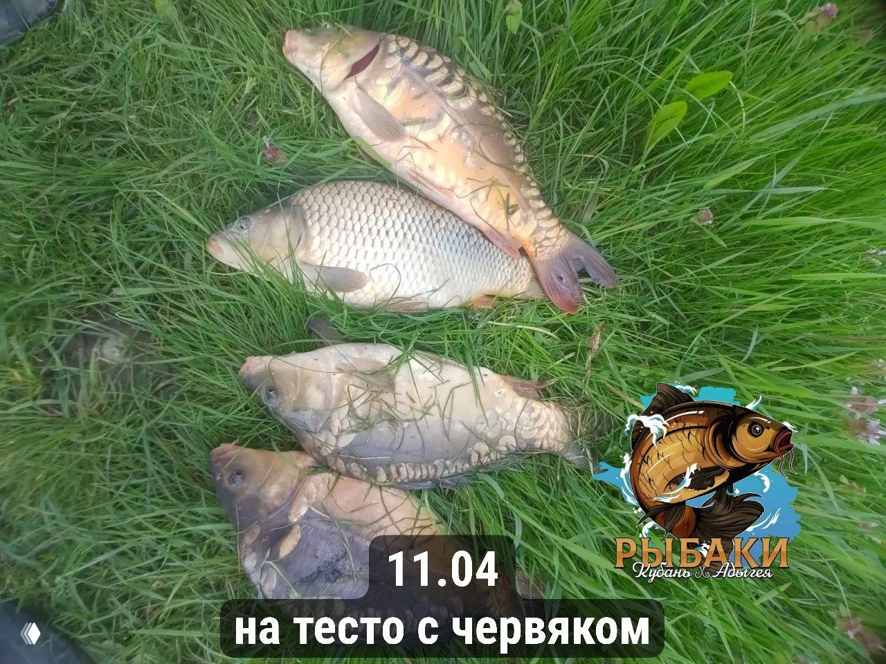 Несколько пойманных карпов, разложенных на траве после ловли; присутствует логотип канала и подпись «11.04 на тесто с червяком».