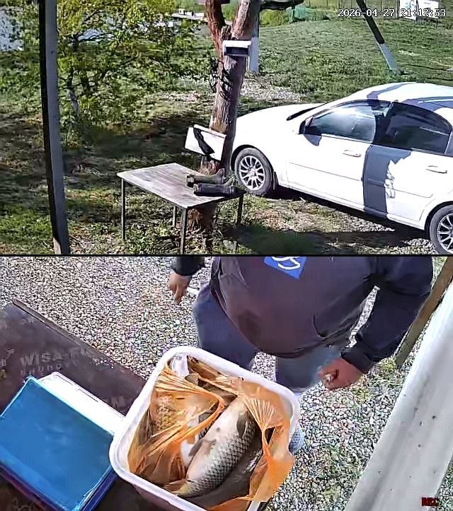 На фото: отчёт с рыбалки — на переднем плане полиэтиленовый пакет с пойманной рыбой (карп/карась) на столике; на заднем плане белая машина и зелёный берег.