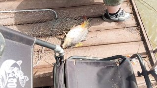 Подсак с пойманным карпом на деревянном причале, рядом сумка рыбака и часть ноги рыбака — сцена после поимки на поплавочную снасть.
