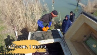Вид сверху: люди в перчатках выгружают карпа из транспортной ёмкости у берега с камышами; на видео видна надпись «Глубокое, 1 тонна».