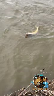 Кадр из видео: рыба в момент борьбы в воде Елизаветинских прудов, виден берег и волны; короткий видеофрагмент рыбалки.