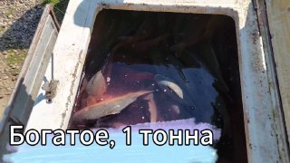 Крупный план: карпы в ёмкости для перевозки рыбы, видна плотная группа рыб в воде и надпись на кадре «Богатое, 1 тонна».