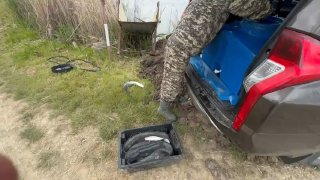 Ящик с несколькими пойманными рыбами рядом с открытым багажником автомобиля на берегу озера, видны трава и рыболовные принадлежности