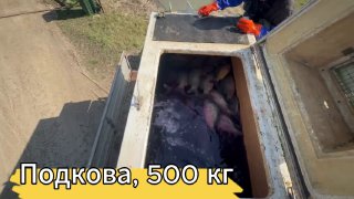 Вид сверху в открытой ёмкости: крупные карпы перед выпуском в водоём; заметна подпись на кадре «Подкова, 500 кг» и дорожка у берега.