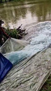 Поток воды и прозрачный тент на берегу при зарыблении, видно течение, всплески и подготовленные лотки для выпуска рыб в пруд.