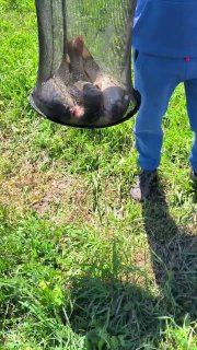 Вертикальное видео с береговой сцены: крупный улов в садке показан на фоне зелёной прибрежной растительности и травы у водоёма.