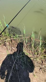 Вертикальное видео: берег водоёма с удочкой и рыболовной сетью в камышах, видна тень человека на травянистом участке возле воды.