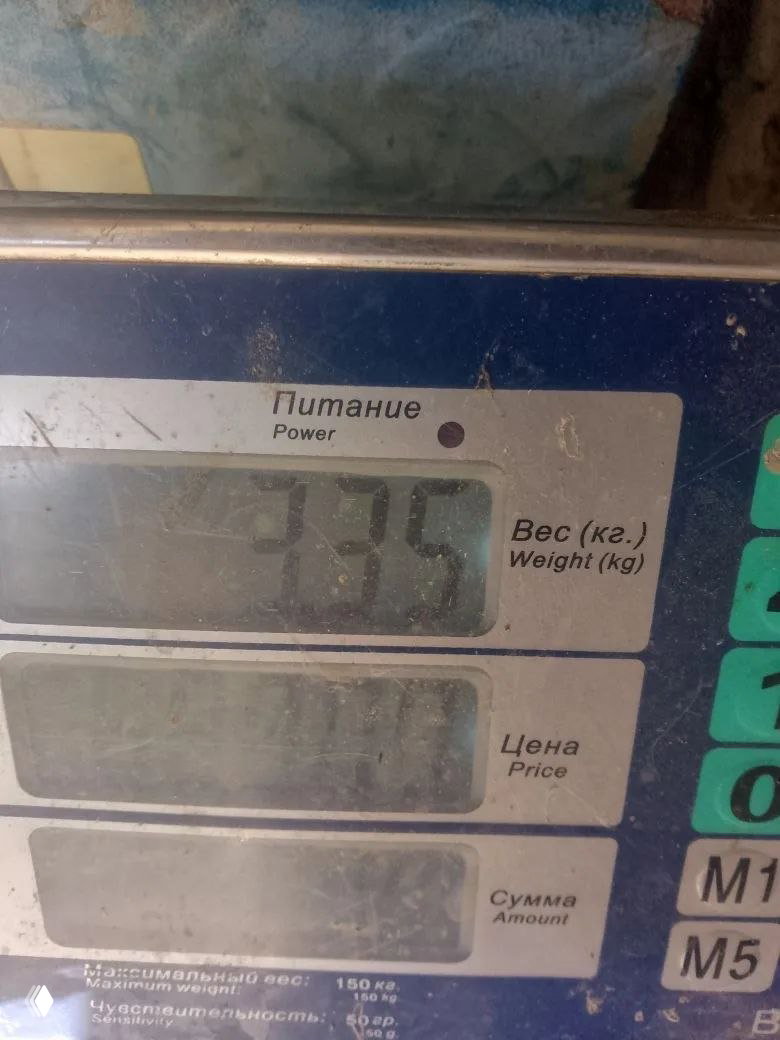 Крупный план дисплея рыбацких весов с показанием веса около 3.35 кг; видны подписи «Вес (kg)», поле цены и шкала, частично запылённый экран.