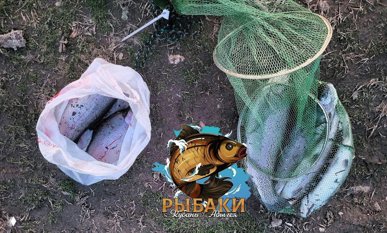 Вид сверху: пакет с пойманной рыбой и садок с форелью на траве у берега — улов на Серебряных прудах, логотип канала нанесён поверх
