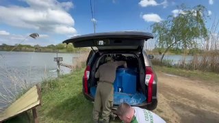 Разгрузка зарыблённого сома у озера: мужчина вынимает большой синий контейнер из багажника автомобиля на травянистом берегу рядом с камышами и водой.