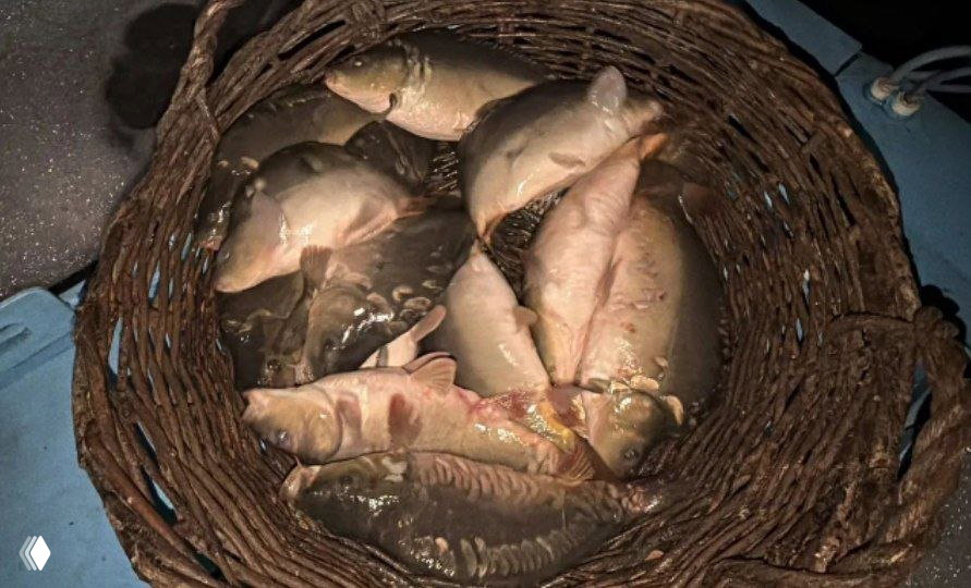 ОЗЕРА АДЫГЕИ 20.08 — зарыбление карпа