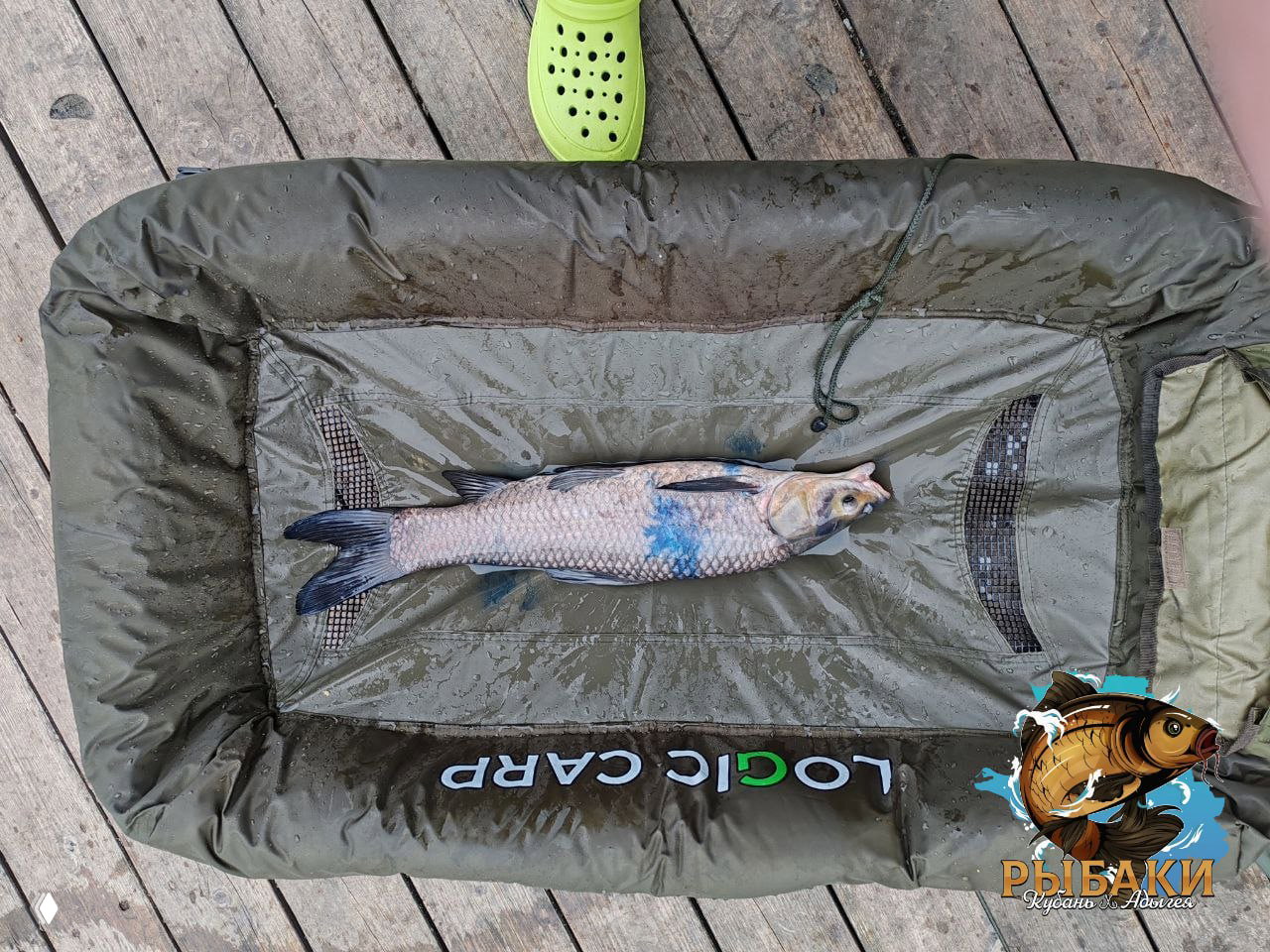 Чёрный амур лежит в матраце для рыбы Logic Carp на настиле причала; видны следы воды и яркий салатовый крокс на ноге автора.