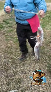 Рыбак тянет несколько пойманных рыбин на леске у гравийного берега, видны ноги, одежда и природный фон — фото из отчёта 09.03 привоз форели.