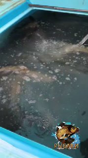 Пластиковый бак с многочисленными плотными тушками форели, видна вода и небольшая пена — контейнер для привезённой рыбы в отчёте 09.03.