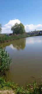 Панорамный вид водоёма с рогозом и прибрежной растительностью; спокойная поверхность воды и дальний берег БО «Лесное озеро».