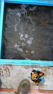 Поверхность воды в синем контейнере после зарыбления Елизаветинских прудов, видна пена и логотип канала на борту.
