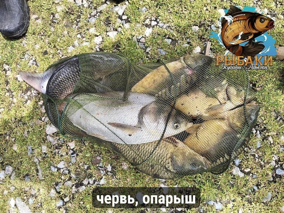 ДОБРЫЙ БОЦМАН 19.04