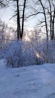 Зимний пейзаж с заснеженными кустами и деревьями, солнце пробивается сквозь ветви на рассвете, спокойная холодная атмосфера утра.