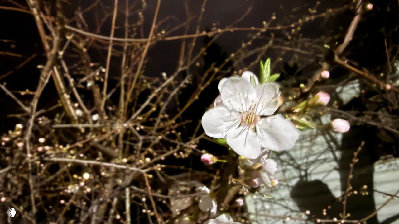 Свидетельство южной весны