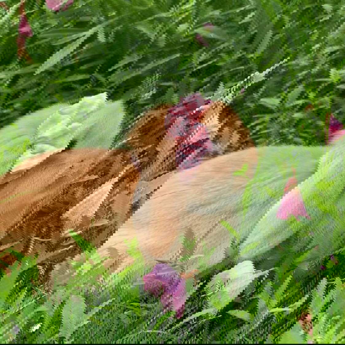 Светло-коричневый кролик в зелёной траве с розовой резинкой или бантиком на ухе, естественный кадр в нежной, цветочной окружающей среде.