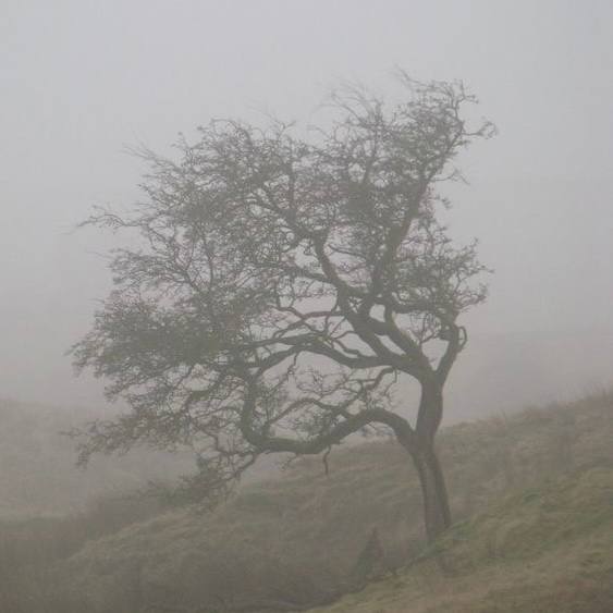 Одинокое искривлённое дерево в тумане на холме — мрачный и романтический пейзаж, навевающий чувство уединения в духе «Грозовой перевал».