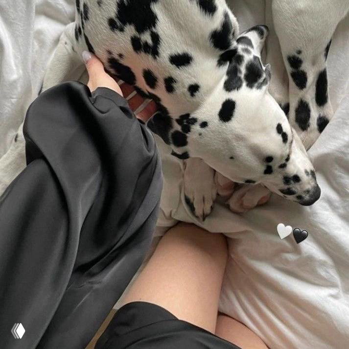 Крупный план далматинца на белой постели: видны чёткие чёрно‑белые пятна и спокойная домашняя обстановка. Фото в стиле эстетики: нейтральная палитра и мягкое освещение.