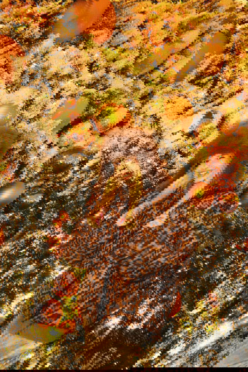 SteshOK потратила более миллиона на новогодний подарок семье