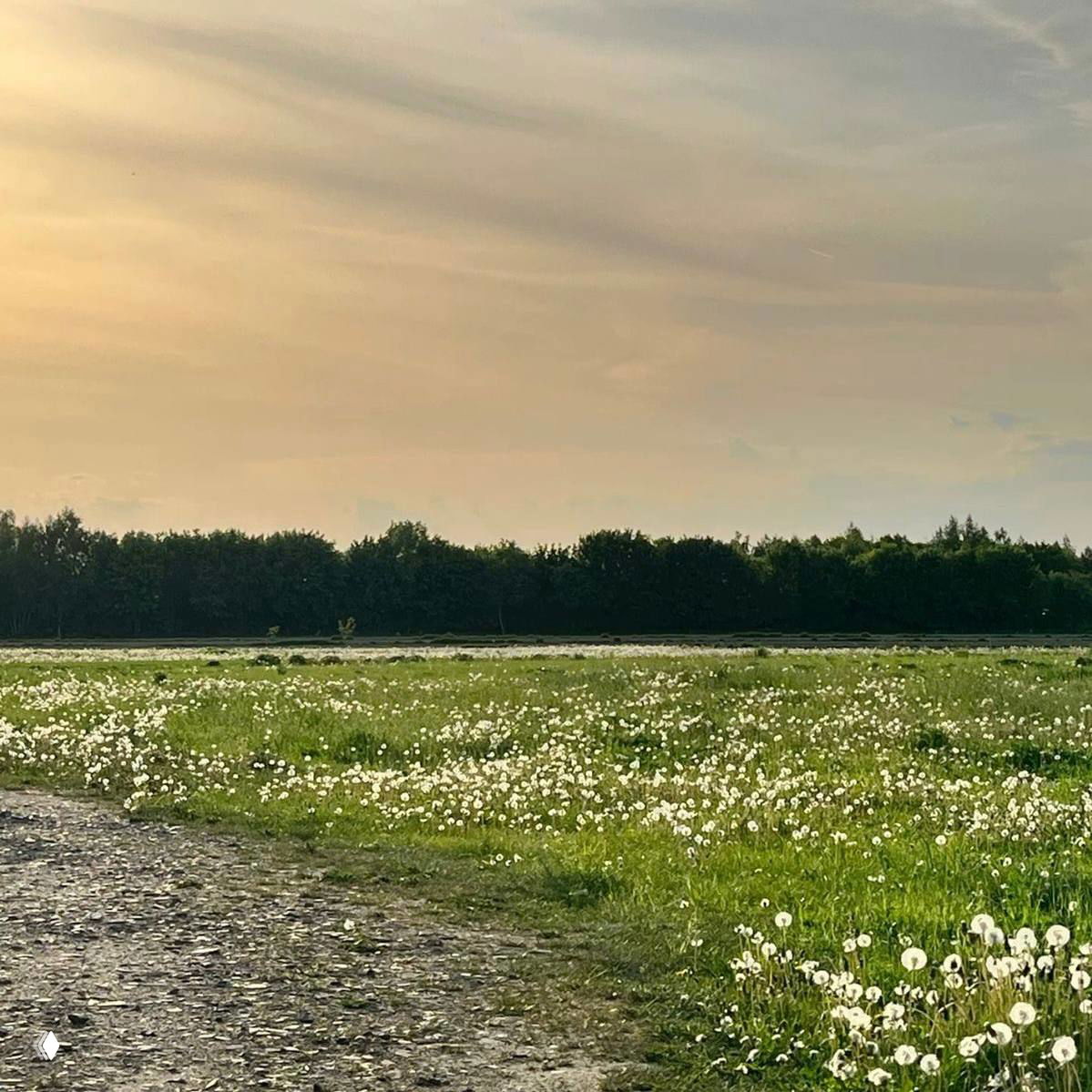 Поляна, усыпанная белыми пушистыми одуванчиками на фоне линии леса и тёплого вечернего неба — пасторальный летний пейзаж.