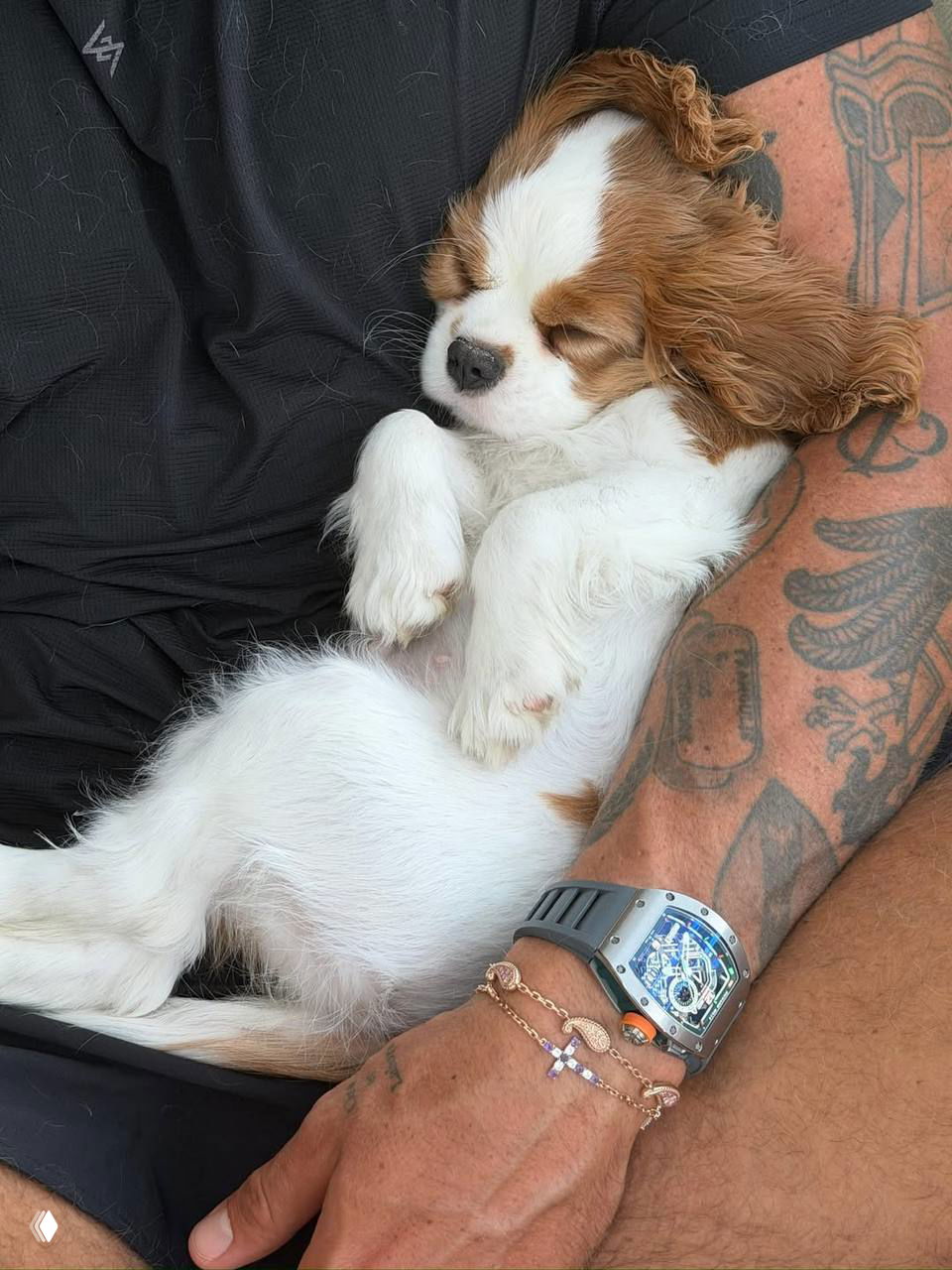 Щенок кавалер-кинг-чарльз-спаниель спит на руке человека с татуировками; акцент на маленьком собачьем лице и уюте.