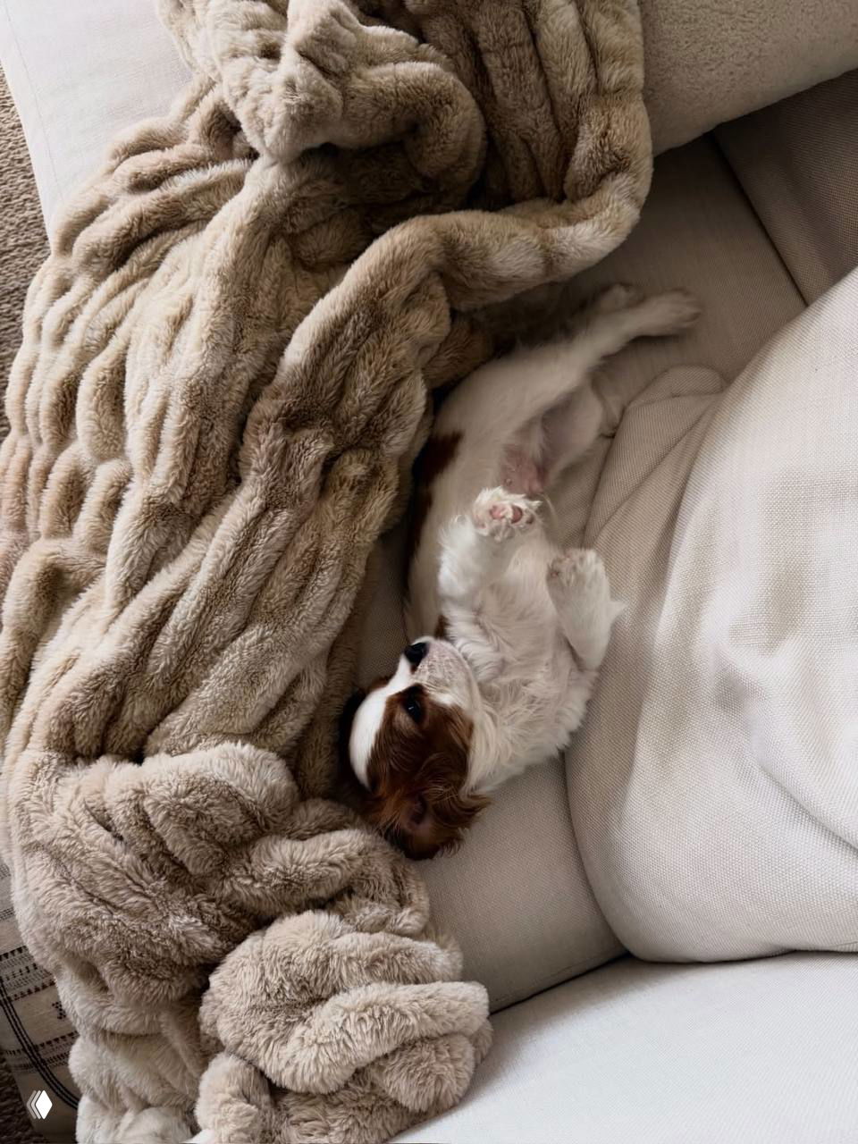 Щенок лежит на мягком пледе на диване, видны лапки и пушистая шёрстка — домашняя обстановка и спокойный сон питомца.