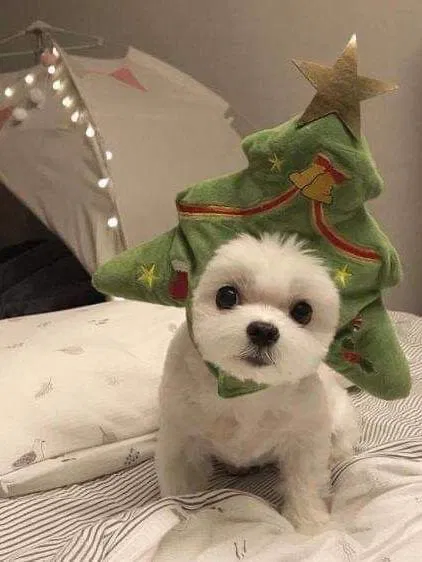 Лучшие костюмы на Новый год — эти милые питомцы