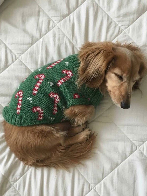 Коричневый маленький пёс в зелёном вязаном свитере с узорами леденцов, уютно свернулся клубочком на белом покрывале — домашняя праздничная сцена.