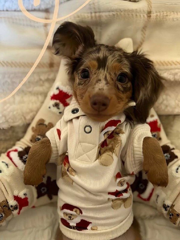 Щенок в новогодней пижаме с медвежьим принтом и красными акцентами, крупный план мордочки и мягкая текстура одежды на диване в домашнем интерьере.