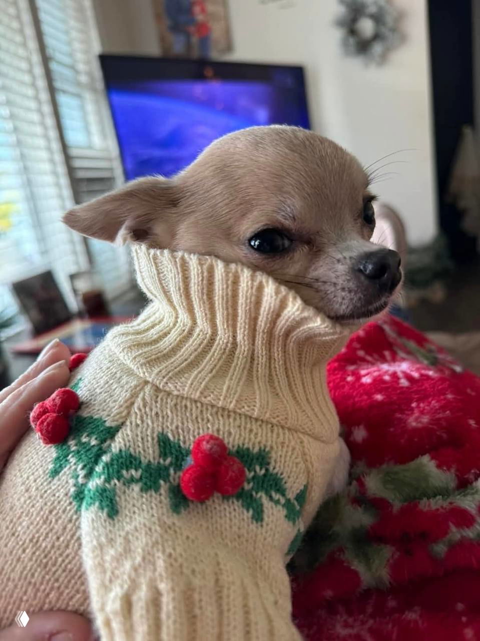 Крошечный чихуахуа в тёплом светлом свитере с декоративными ягодами, держат на руках; выражение мордочки слегка недовольное, но очень милое.