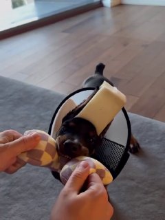 Щенок добермана в защитном воротнике на полу квартиры играет с мягкой игрушкой; видно пол, сумку и уютный интерьер дома.