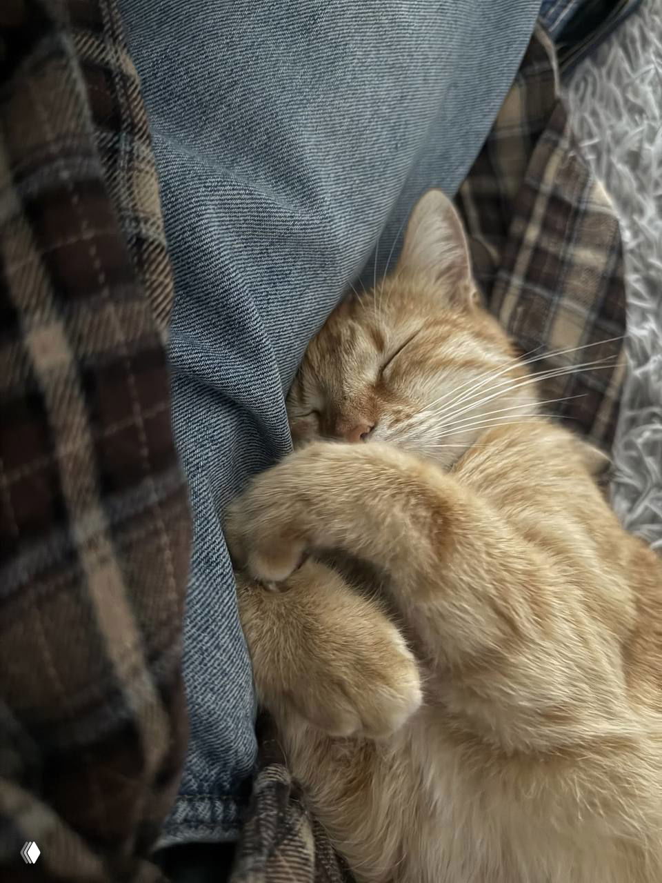 Какой котик идеально описывает твое состояние?