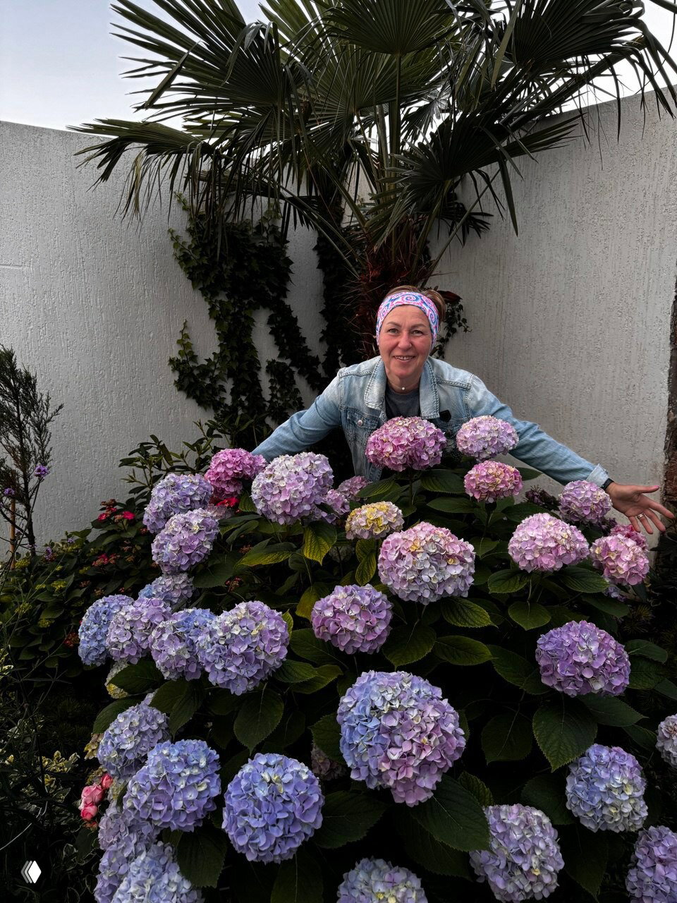 Крупный план ярких гортензий и довольной женщины за ними в саду; цветущие кусты разной пастельной окраски.