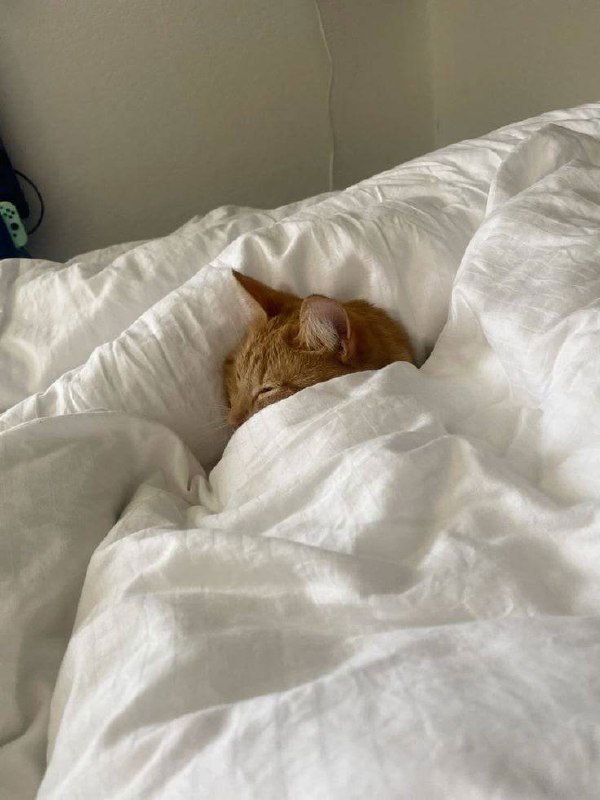 Рыжий котик укутан в белом одеяле, выглядывает сонными глазами — уютный домашний снимок про комфорт и ленивое утро.