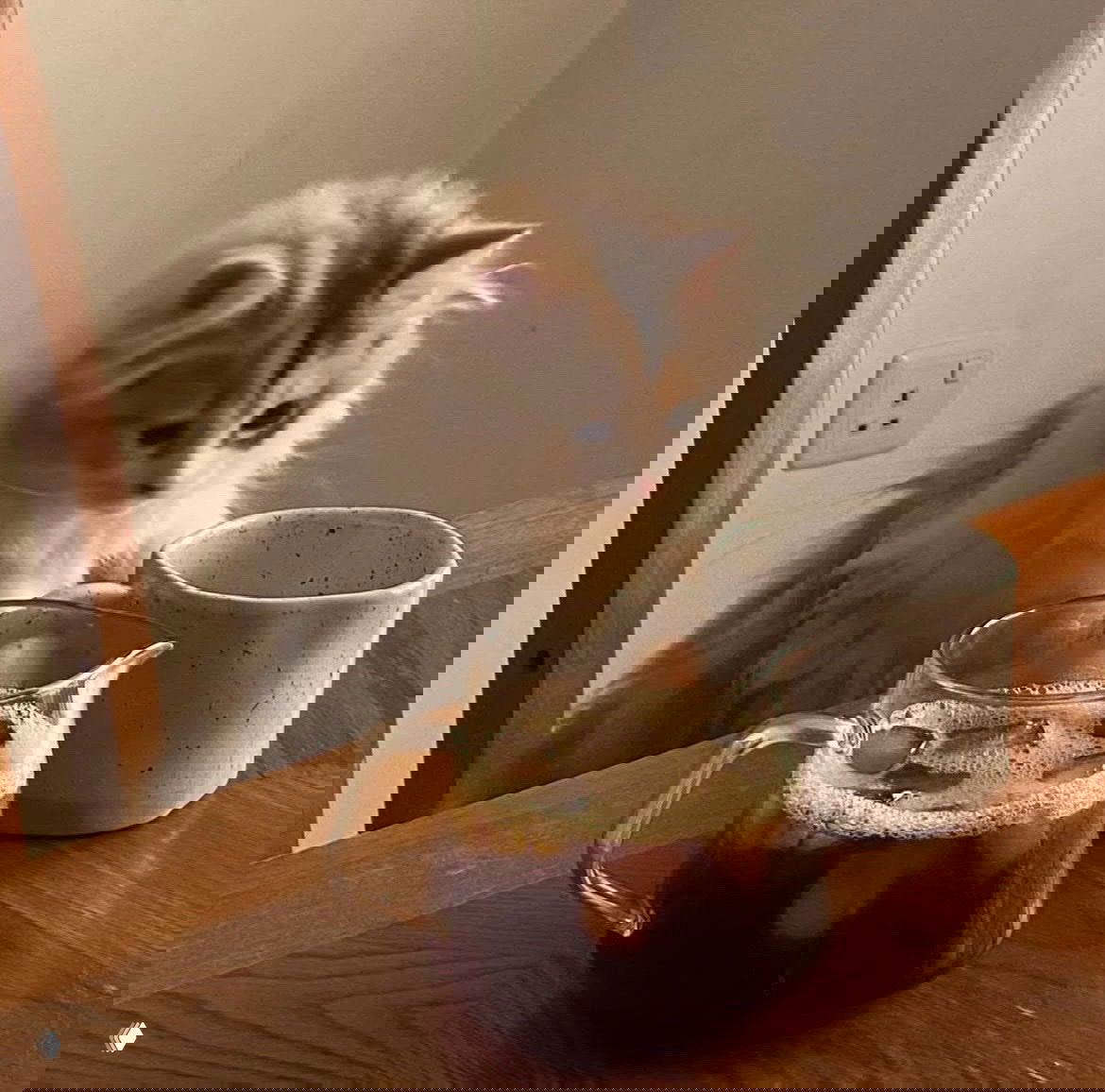 Длинношерстный котёнок сидит у кофейного сервиза на столе и смотрит в чашку — тёплый кадр с атмосферой завтрака и уюта.