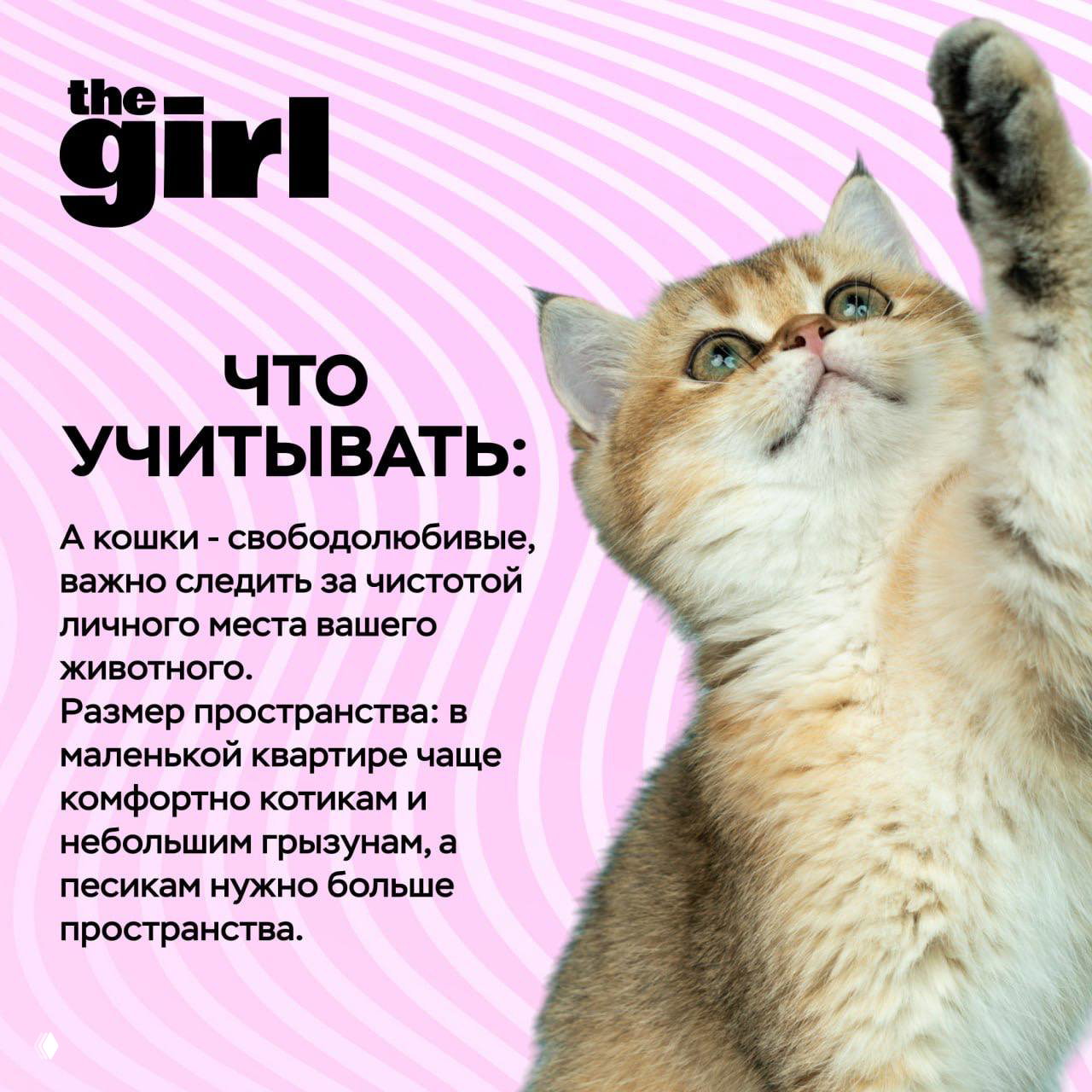 Крупный план котёнка на розовом фоне; визуализация совета про чистоту личного места и комфорт кошек в небольшой квартире.