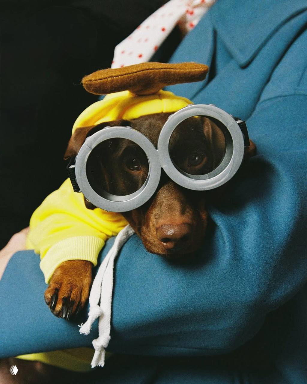 Такса в костюме миньона с большими круглые «очками» и желтой толстовкой на руках у блогеров — забавный хэллоуинский аксессуар в кадре.