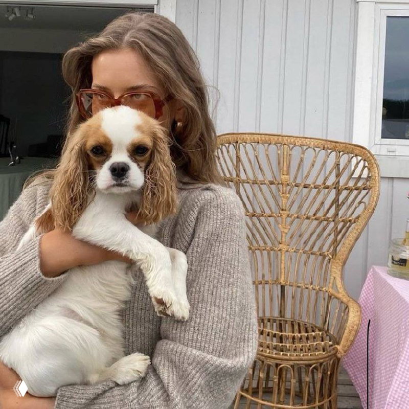Девушка в тёплом вязаном свитере держит кавалера Кинг Чарльза спаниеля на руках — домашний, тёплый кадр с ротанговым креслом на фоне.