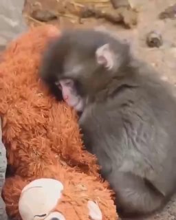 Крупный план макаки, прижимающейся к плюшевому орангутангу; кадр подчеркивает привязанность и текстуру игрушки.