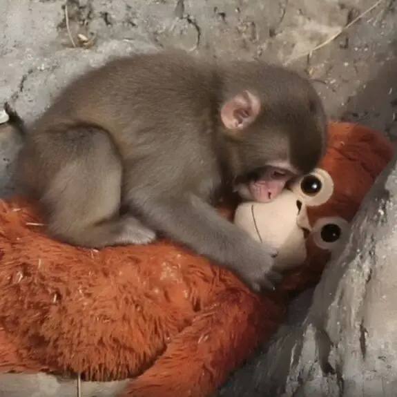 Обезьянка Панча и рекорд посещаемости в Японии