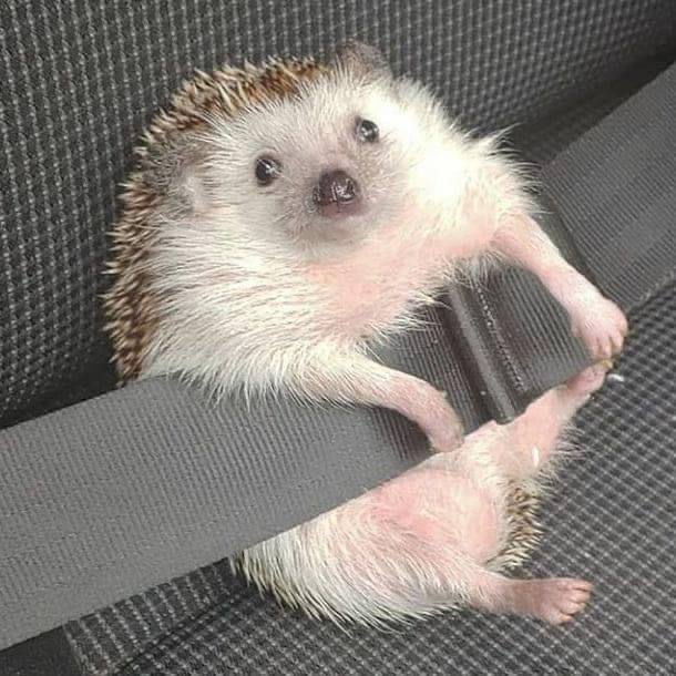 День Ежа — порция очаровательных снимков